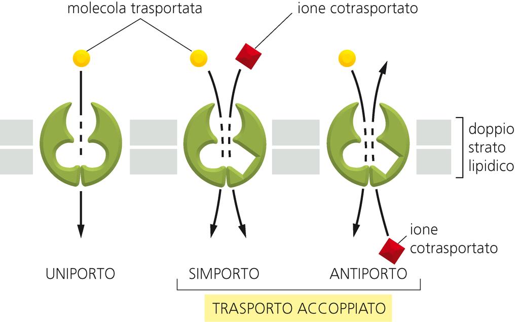 Quanti soluti sono