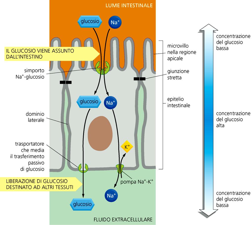 Nelle cellule epiteliali intestinali sono presenti due diversi sistemi per il trasporto del glucosio, localizzati in due compartimenti cellulari distinti (apicale e basale) Sulla membrana apicale