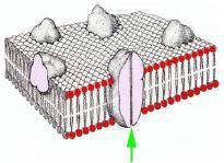 Ricostruzione 3D di canale ionico