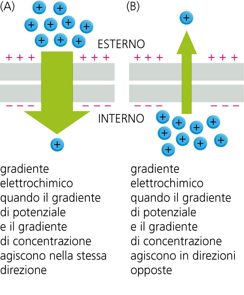 Il movimento degli ioni attraverso la membrana è guidato non soltanto dal gradiente di concentrazione ma anche dal gradiente elettrico.