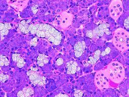 Le membrane biologiche: