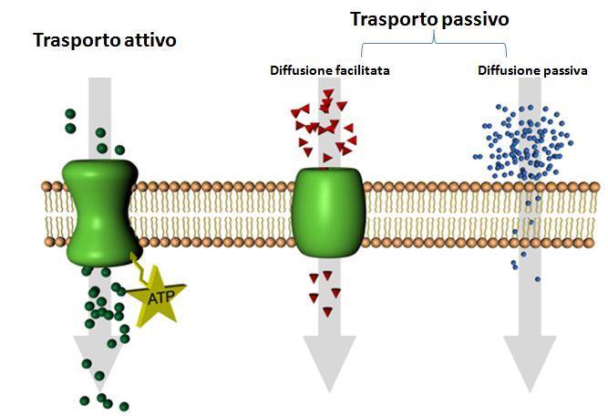 I trasporti attraverso la membrana Le membrane biologiche funzionano come membrane selettivamente permeabili