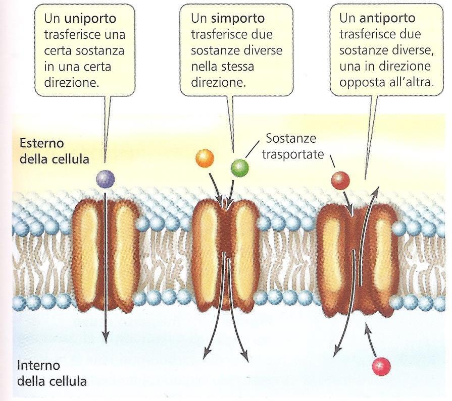 Il trasporto attivo - Trasporto di soluti attraverso la membrana contro gradiente di concentrazione - Richiede dispendio energetico diretto - Trasporto può essere accoppiato direttamente al consumo