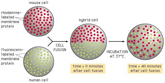 Fluidità del bilayer fosfolipidico consente a molecole immerse di muoversi lungo il piano In 1970, Frye and Edidin fused mouse and human cells and followed by immunofluorescence the redistribution of