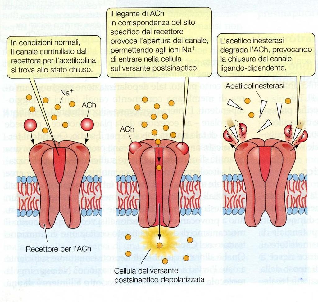 La risposta postsinapti ca Ogni molecola di