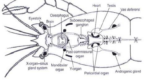 Endocrinologia riproduttiva Organo Y Si trova nel cefalotorace dei Decapodi e la sua