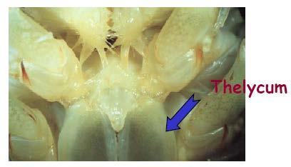 Nei Peneidi le spermatofore sono depositate all esterno in un solco o tasca del tratto genitale femminile (Thelycum), e la fertilizzazione avviene all esterno.