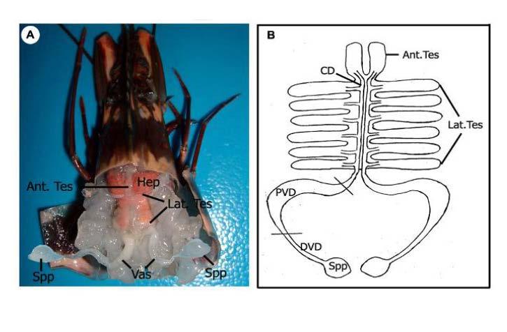 Anatomia dell apparato riproduttore Apparato genitale maschile Le gonadi sono solitamente appaiate, ma i testicoli (anteriore e laterale) occupano meno spazio nei maschi di quanto non facciano le