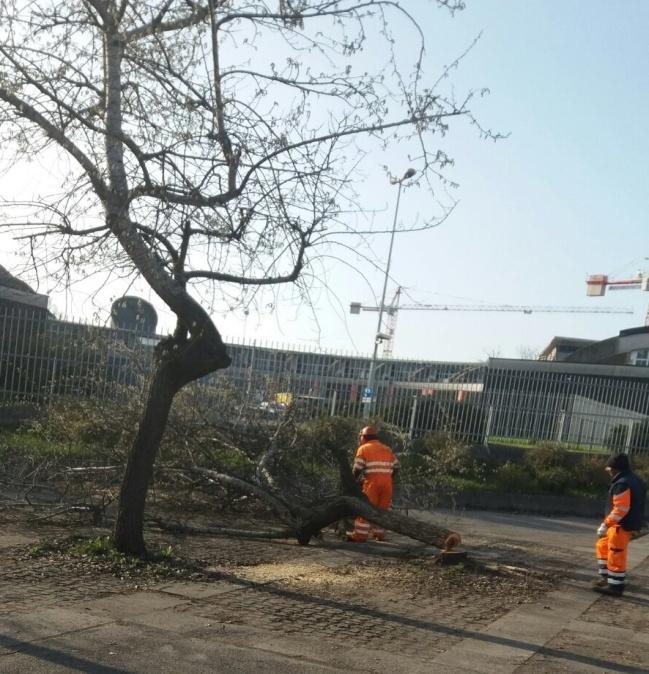 Esecuzione Opere a Verde ACC AMPLIAMENTO CENTRO CAVAGNARI SCARL Importo lavori: 147.