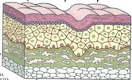 DEL TASSO DI RINNOVAMENTO CELLULARE dovuto al rallentamento della produzione di nuove cellule da parte dello strato germinativo dell epidermide NEWPEPTIN is a brand of Prestige Cosmetics S.p.A. 40011 Anzola Emilia (Bo) ITALY tel.