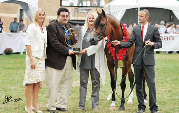 Stallions (Marwan Al Shaqab x Swete Dreams) Breeder: Vicky Doyle/USA -