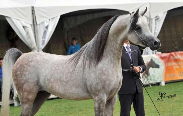 Ahmed Al Saud/KSA AJA JUSTIFIED Bronze Champion Colts (WH Justice x