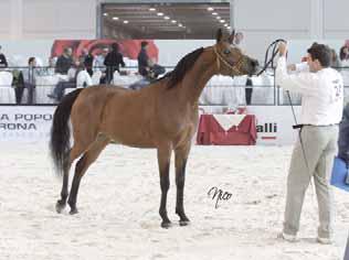 Fontanella Magic Arabians/IT MAGIC