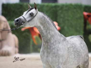 Owner: Ajman Stud/UAE ESTORIA 1 Cl.