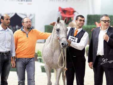 Arabian Horse Stud/UAE EMIN PACHA DE