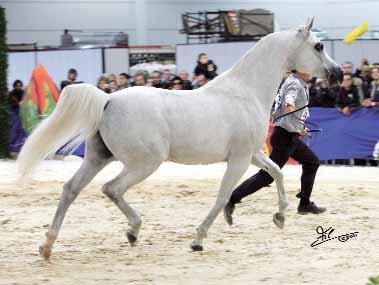 Stallions 7-9 yrs old - Owner: