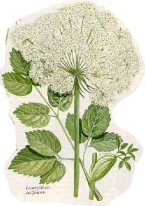 Cistaceae, Apiaceae (Umbrelliferae), Cornaceae, Ericaceae, Oleaceae, Rubiaceae, Lamiaceae, Scrophulariaceae,