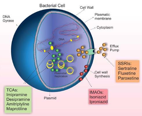 In this respect, antidepressant drugs present antimicrobial effects that