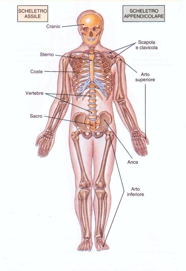 APPARATO LOCOMOTORE Ossa e Cartilagini si uniscono a formare lo SCHELETRO Articolazioni