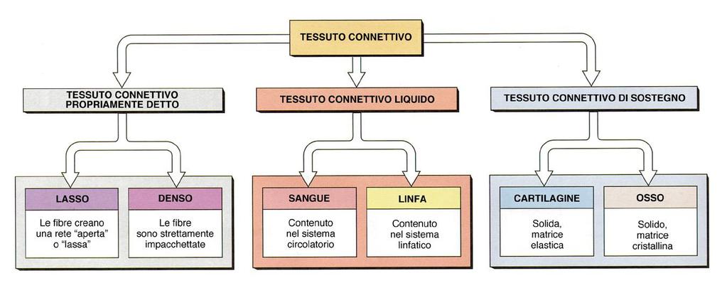 TESSUTO OSSEO e CARTILAGINEO (tess.