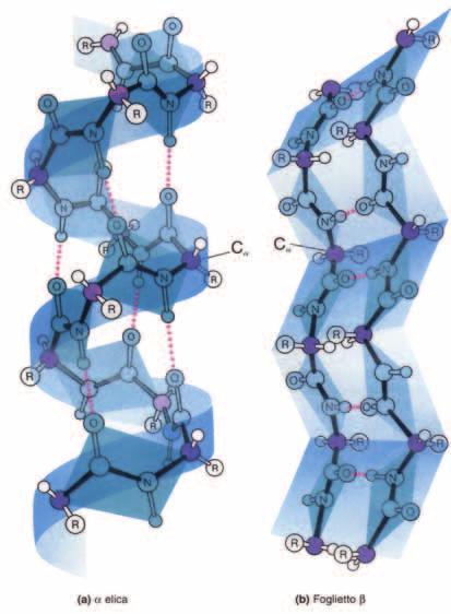 Struttura Secondaria Strutture Secondarie principali Strutture secondarie proposte da Pauling e Corey su base teorica: - α