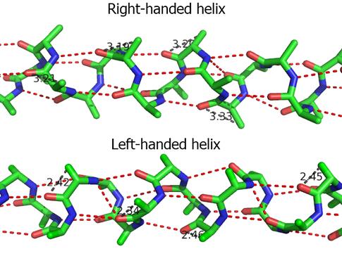 LeW- handed helix distanza rido1a (tra1eggio nero) tra ossigeno del carbonile di