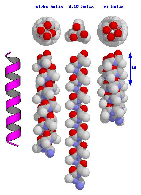 α helices H- bonds: i:i+4 3/10- helices