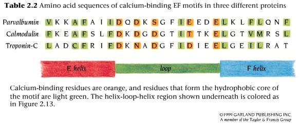 Il mo9vo EF hand - Comprende 2 α- eliche: E ed F, che affiancano il loop: 5 residui del loop legano il calcio quindi la loro catena laterale deve contenere un atomo di ossigeno Elica E à direzione