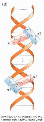 del fago λ il dominio legato al DNA