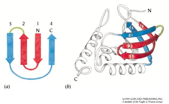 Mo0vo a greca a) diagramma topologico della greca b) mo0vo a greca presente nell enzima nucleasi di Staphylococcus.