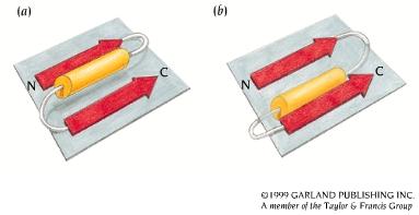 Mo9vo β- α- β a) Modalità di collegamento destrorsa b) Collegamento di 9po sinistrorso Prevalenza della connessione destrorsa In linea di principio, questo mo9vo può presentare due diverse