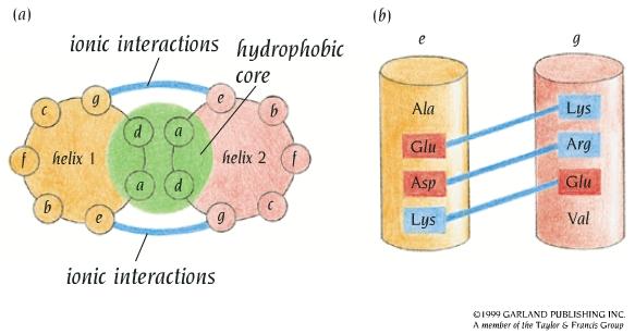 Ruolo delle interazioni ele1rosta9che a) Visione schema9ca dall alto di una ripe9zione di se1e aa.