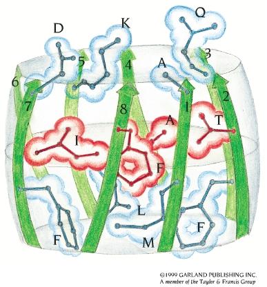 TIM Barrel Gli 8 filamen9 β racchiudono un core idrofobo impaccato cos9tuito dalle catene laterali dei residui presen9 in filamen9 β alterna9.