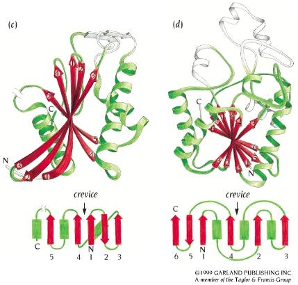 flavodossina e adenilato