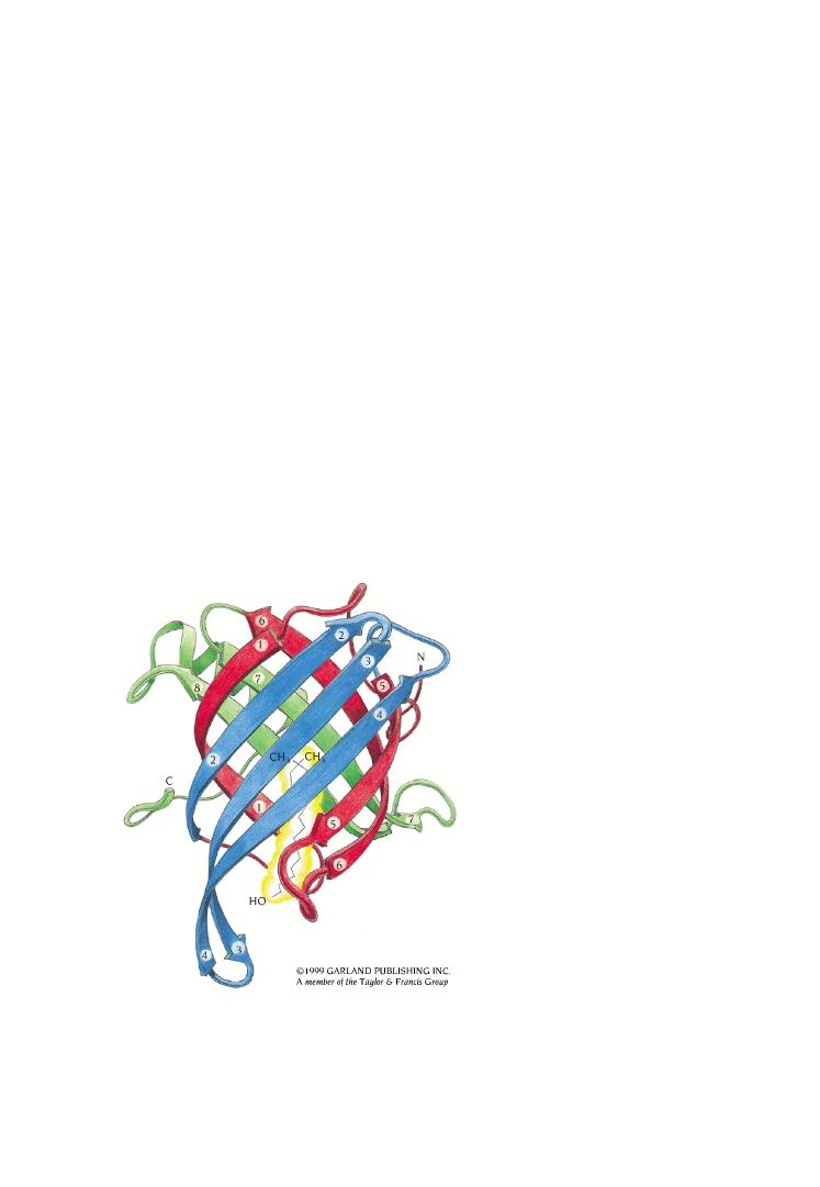 RBP lega il re0nolo all interno di una stru>ura a bo>e up and down 8 filamen9 β an9paralleli ruota9 e ripiega9 in modo che la stru1ura può anche essere vista come 2 fogliea β (verde e blu) impacca9 l