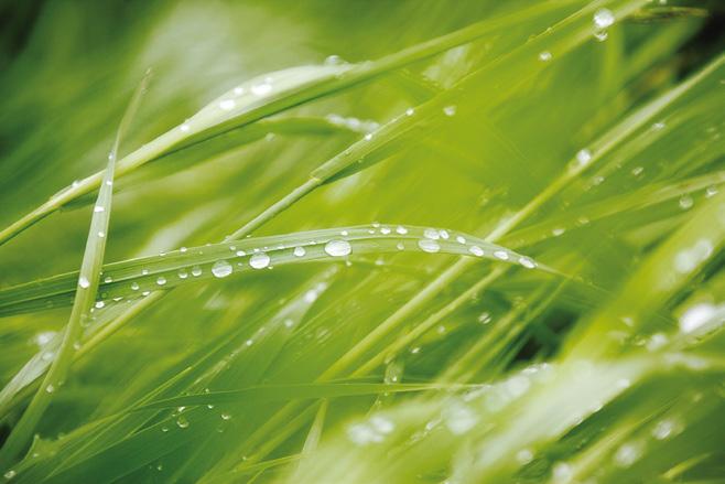 Sementi LOIETTO PERENNE La specie più utilizzata per costruire e rigenerare i tappeti erbosi di ogni natura e tipo, dai campi da golf ai giardini, campi sportivi ed impianti ippici.