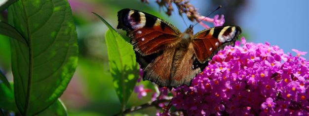 Sementi MIX FIORITI Da oltre un decennio, ci siamo impegnati a produrre dei miscugli di fiori in collaborazione con alcune grandi produttori di semi in Usa e in Europa per portare un nuovo mondo di