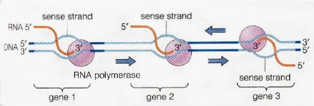 strand nontemplate strand