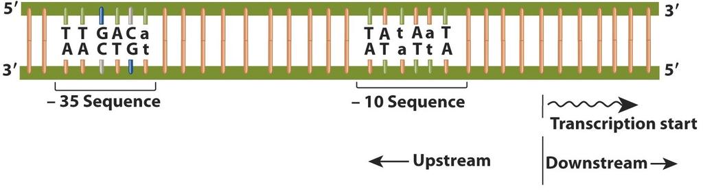 INIZIO Struttura del promotore batterico E convenzione indicare l inizio della trascrizione con il numero +1 e di usare numeri positivi per contare le basi del DNA nella direzione della trascrizione