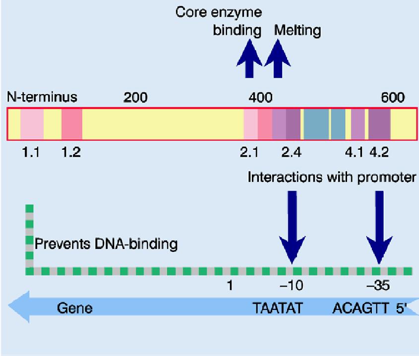 2) di σ 70 hanno attività inibitoria nel legame al DNA.