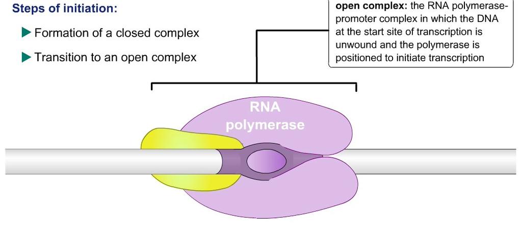 INIZIO Dopo questi cambiamenti strutturali, il complesso passa alla forma aperta nella quale approssimativamente 18 bp intorno al sito d inizio della trascrizione sono aperti esponendo così il