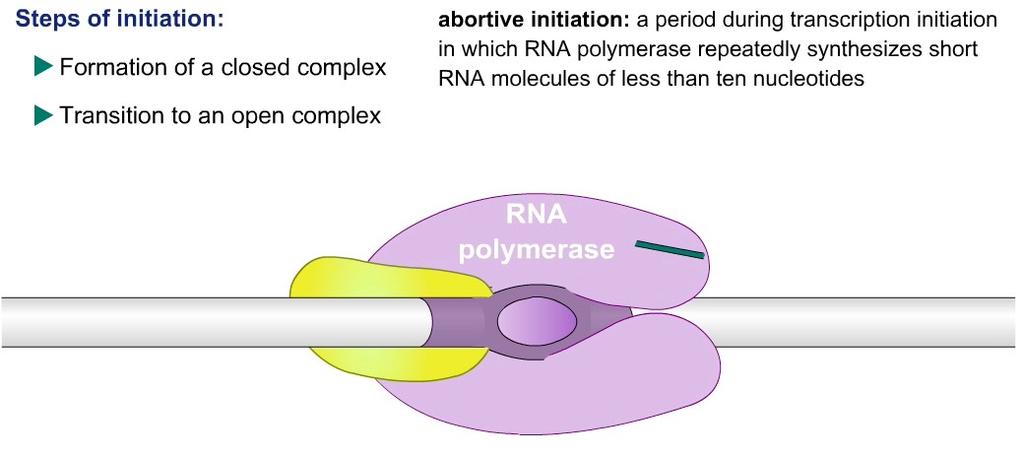 INIZIO Durante l inizio della trascrizione, l RNA polimerasi produce e rilascia corti trascritti di RNA generalmente mano di 10 ribonucleotidi (abortive synthesis) prima di lasciare il promotore