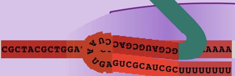 Termination of transcription Rho-independent termination Also called intrinsic terminators because they cause termination of transcription in the absence of any external factors.