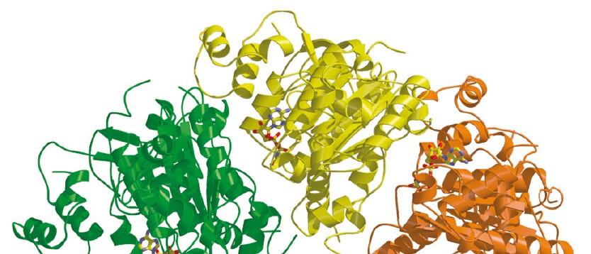 Termination of transcription Rho-dependent termination Rho-dependent termination is controlled by the ability of