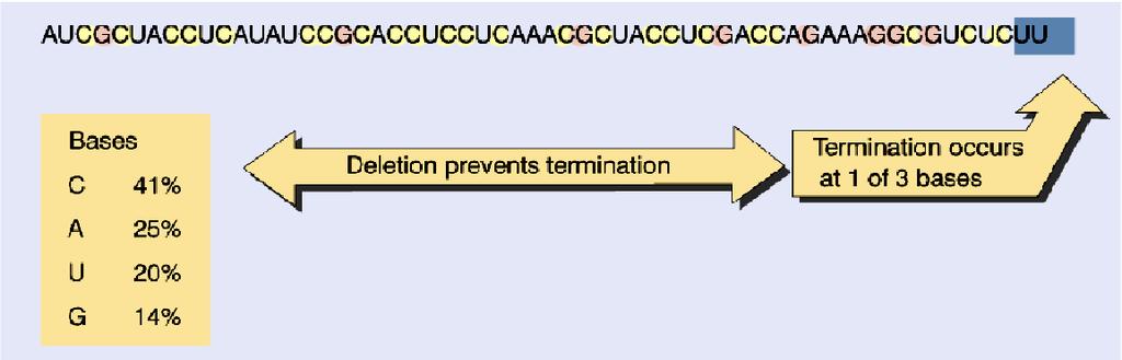 2) Rho dependent termination. -rho factor is an essential protein in E. coli (~275 kd) hexamer of identical subunits).