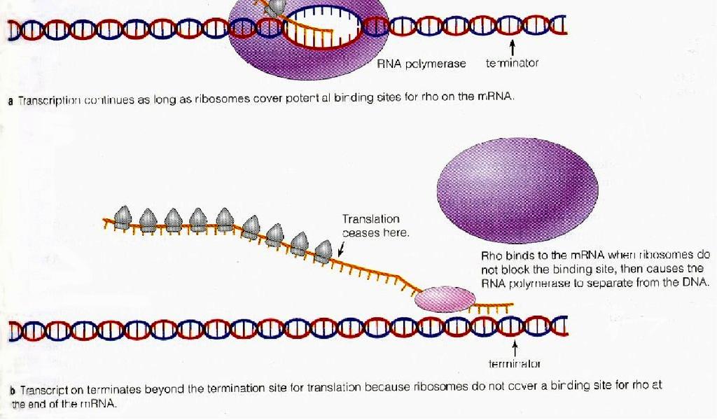 - E. coli has relatively few rhodependent terminators; most of the known rho-dependent terminators are found in phage genomes.