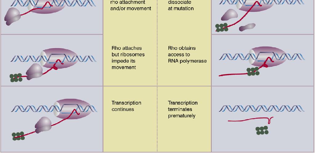 genes in the unit. This effect is called polarity.