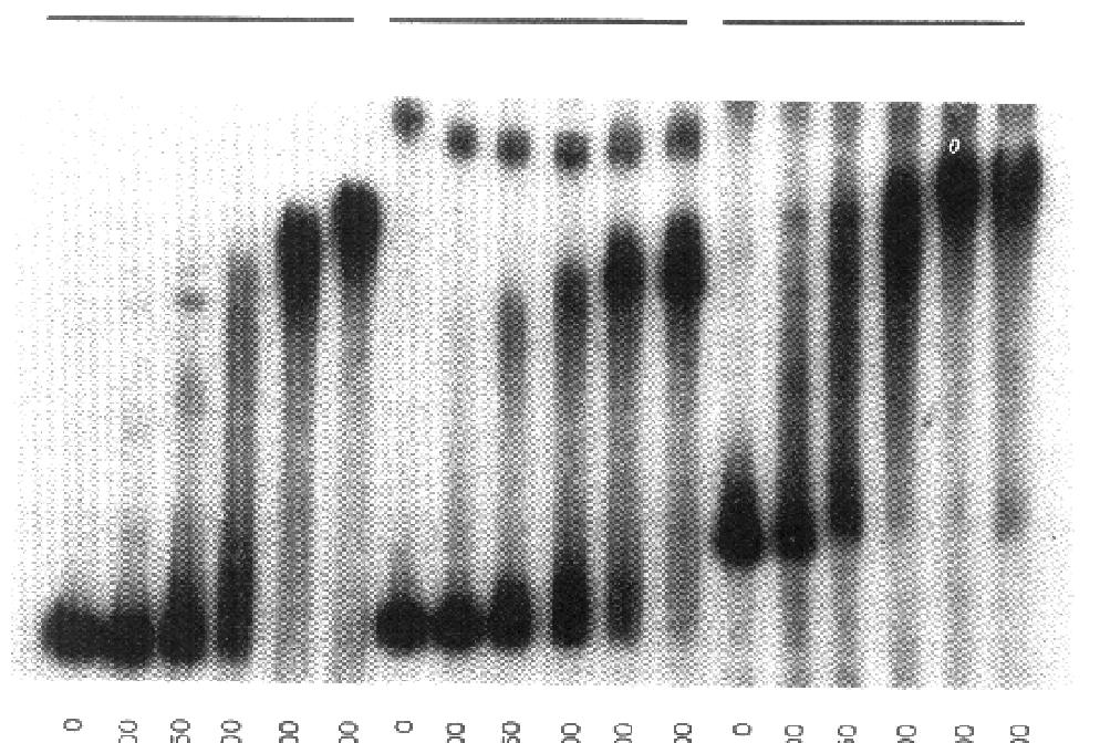 virb virf virg Bound DNA EMSA Free