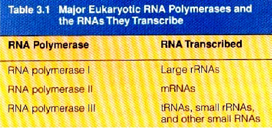 Nei procarioti un solo tipo di RNA polimerasi