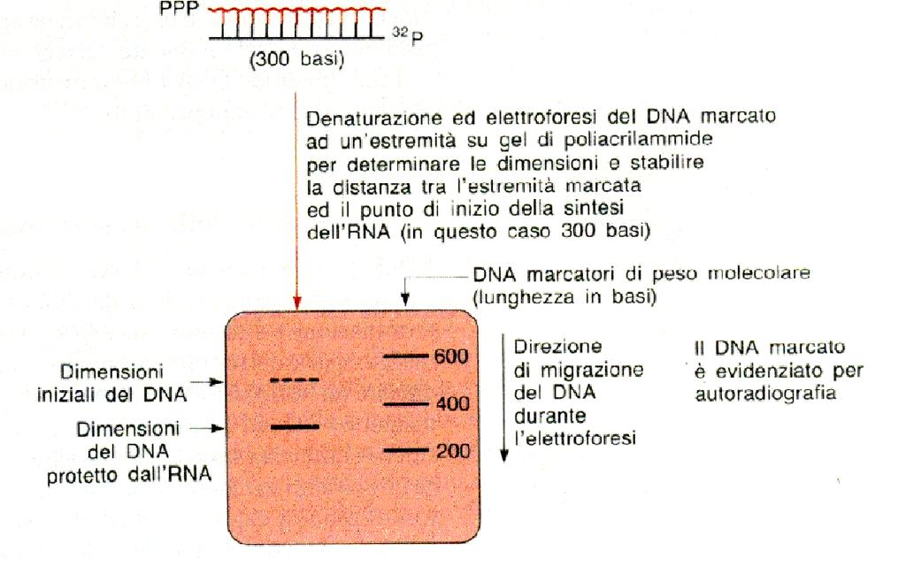 S1 Mapping [#] La nucleasi S1 digerisce DNA o RNA a singolo filamento [*] Il sito d inizio della